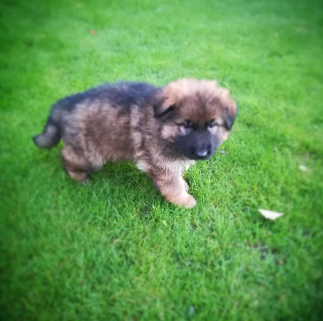 Puppyklas